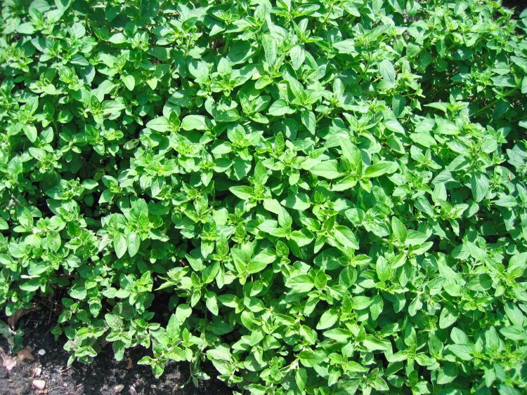 Organic Herb Marjoram, Sweet