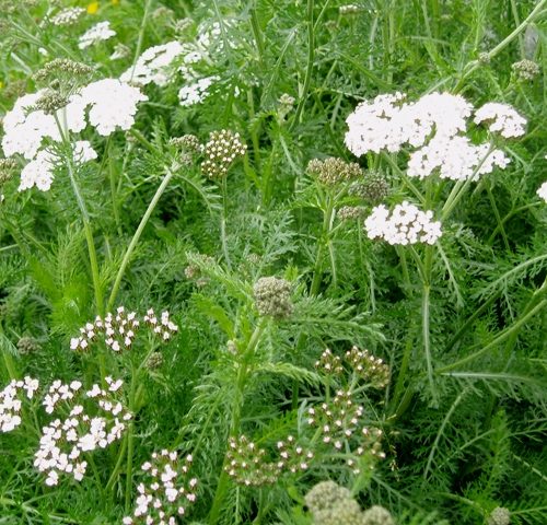 Organic Herb Yarrow