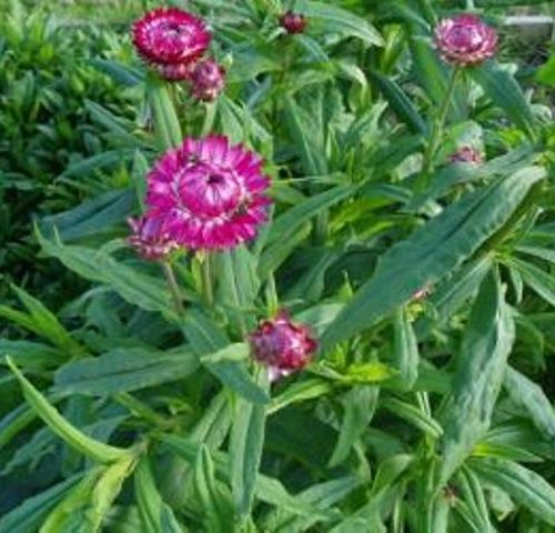 Organic Helichrysum, Monstrosum Everlasting