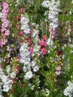 Organic Larkspur, Galilee Mix