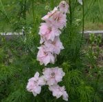 Organic Larkspur, Galilee Pink