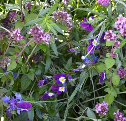 Organic Butterfly Mix