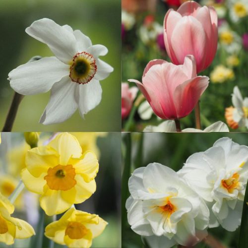 Soft Pastels Organic spring bulb collection