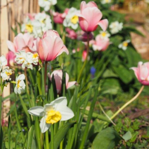 Soft Pastels Organic Spring Bulb Collection (28 pcs)
