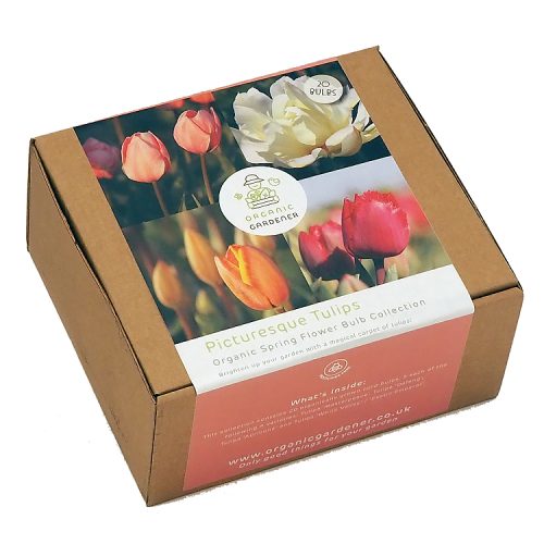 Picturesque Tulips Organic Spring Bulb Gift Box
