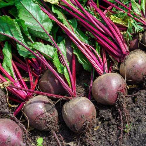 Beetroot Rhonda F1