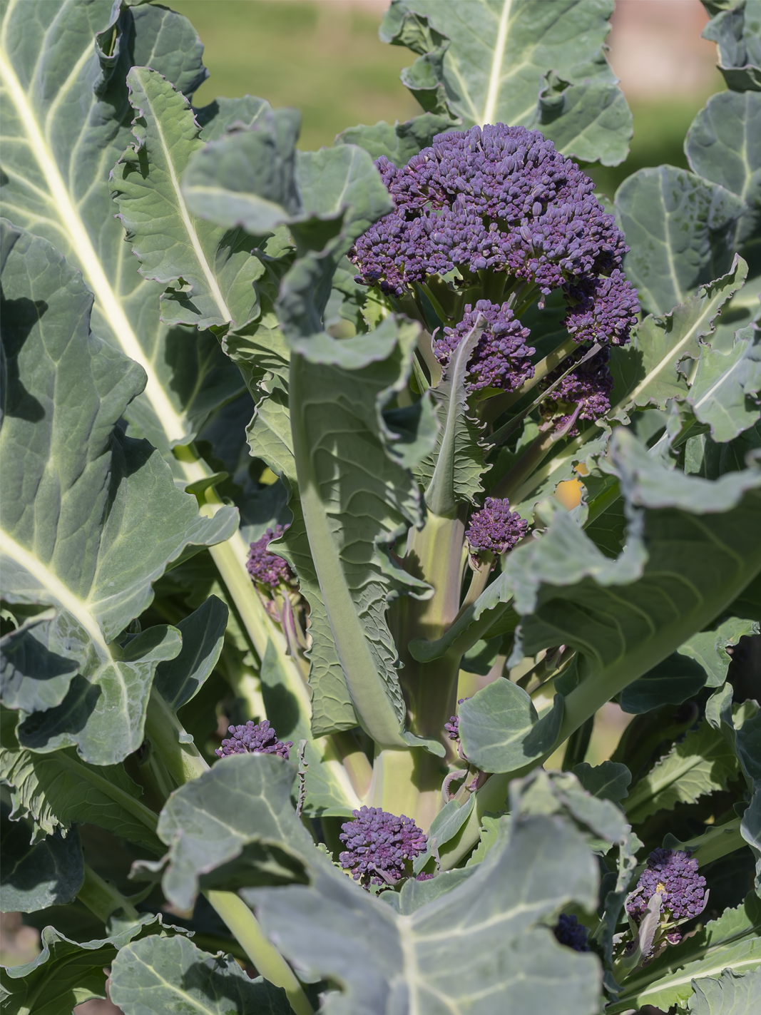 Broccoli Purple Sprouting Early