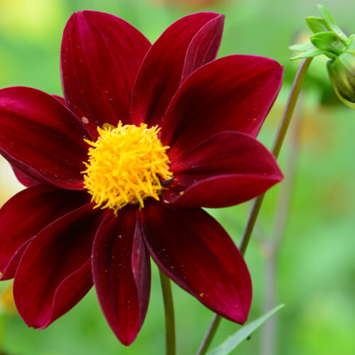 Dahlia Mexican Star