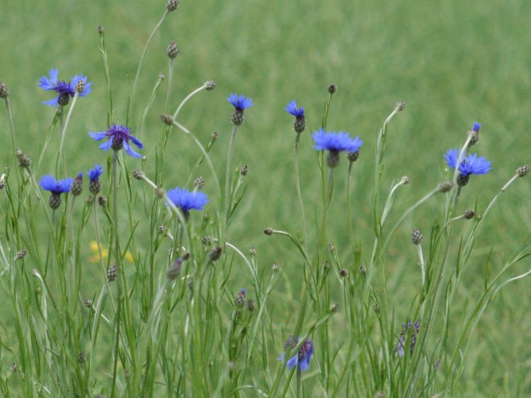 Organic Cornflower Seeds blue