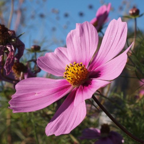 Organic Cosmos-Cosmea Pink Seeds