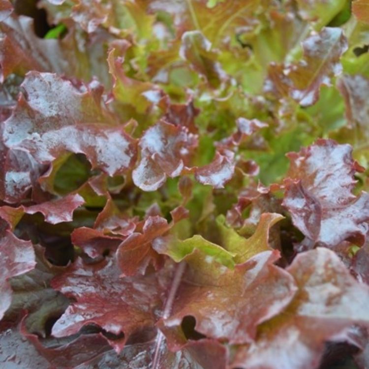 Organic Lettuce Oak Leaf Red Salad Bowl Seeds