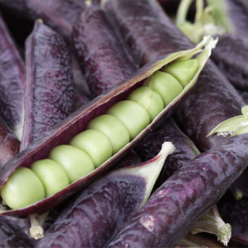 Pea Ezetas Krombek Blauwschokker