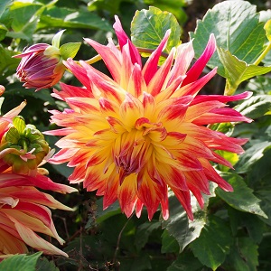 Organic Dahlia Manhattan Island