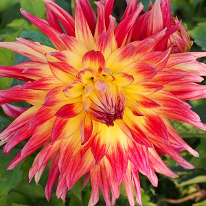 Organic Dahlia Manhattan Island