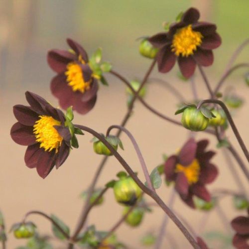 Organic Dahlia Mexican Star