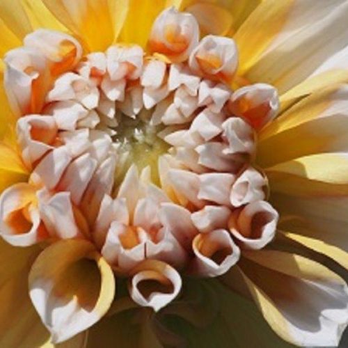 Organic Dahlia Seattle