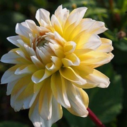 Organic Dahlia Seattle