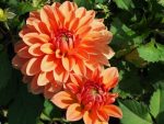 Organic Dahlia Summerflame