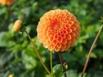 Organic Dahlia Sylvia (Maren)