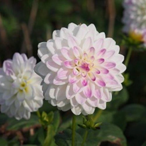 Organic Dahlia Wittem