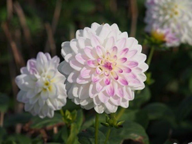Organic Dahlia Wittem