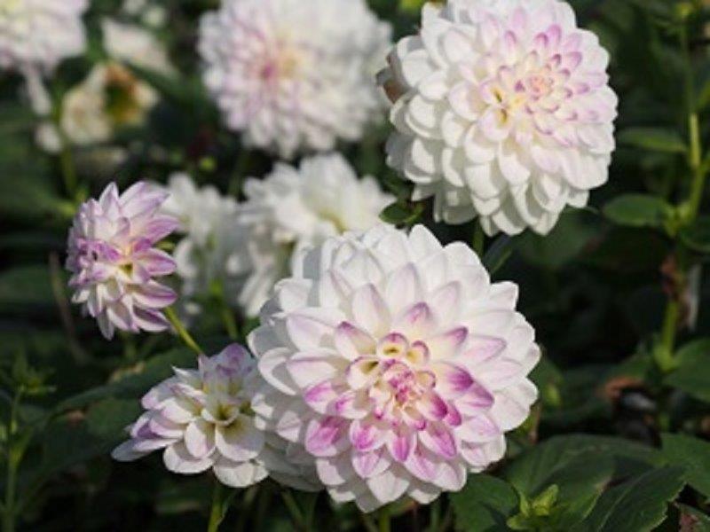 Organic Dahlia Wittem