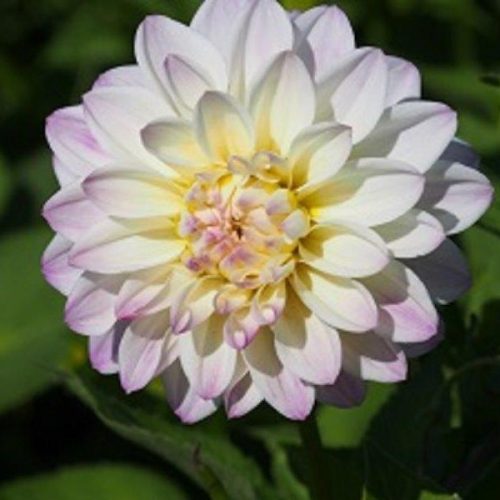 Organic Dahlia Wittem