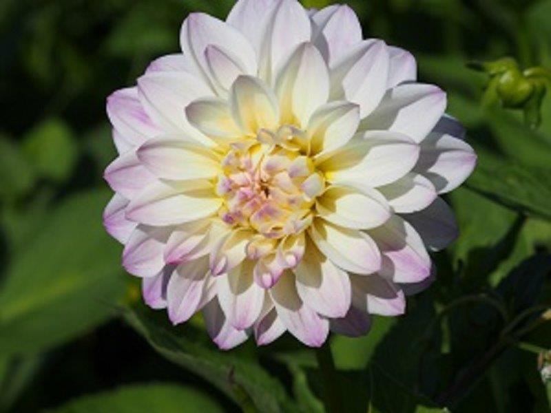 Organic Dahlia Wittem