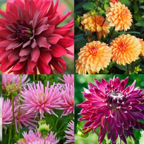 Organic Dahlia Collection 'Temptation' (3)