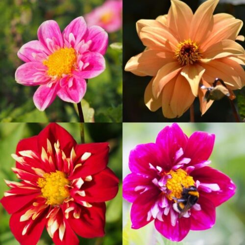 Organic Dahlia Collection ‘Dancing Pollinators’