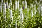 Veronicastrum Virginicum Album