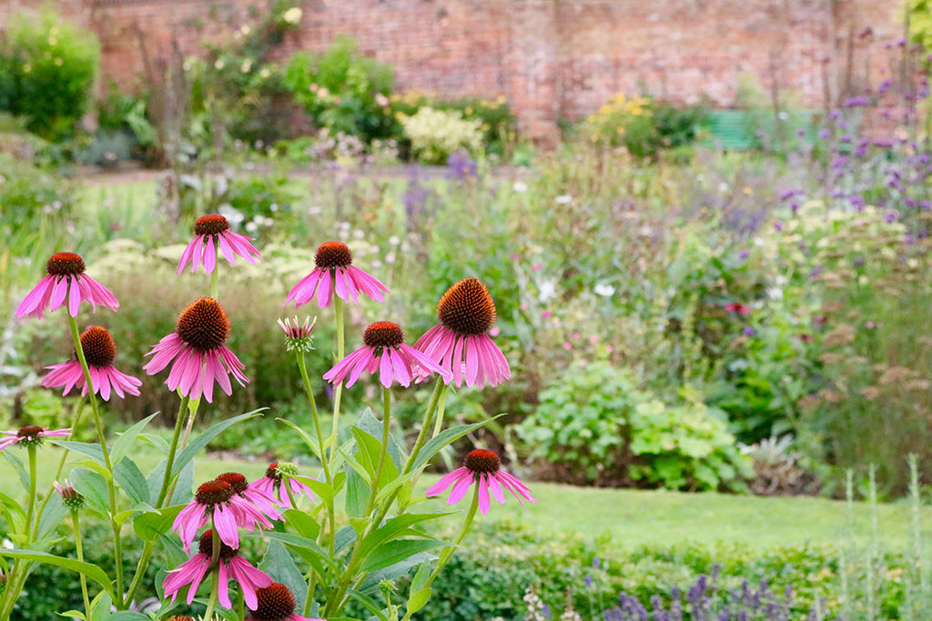 Echinacea