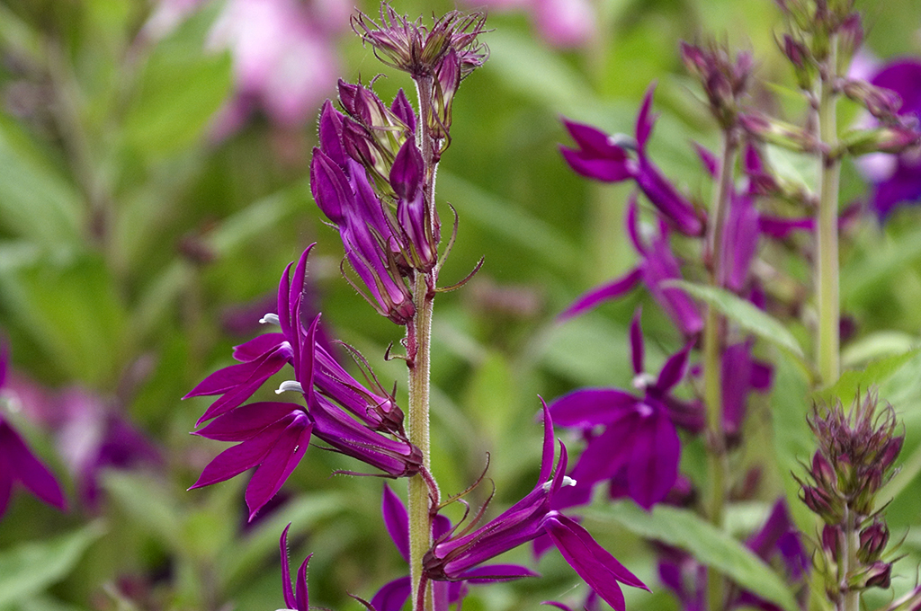 Lobelia