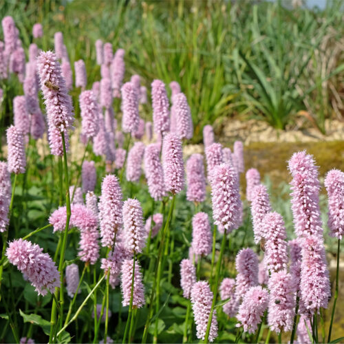 ECO-Persicaria-bistorta-‘Hohe-Tatra