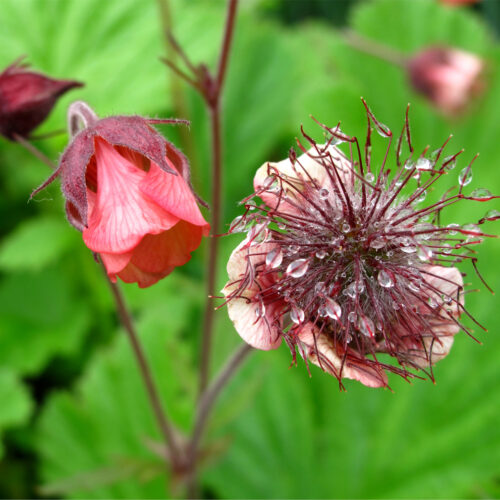 ECO Geum 'Bell Banks'
