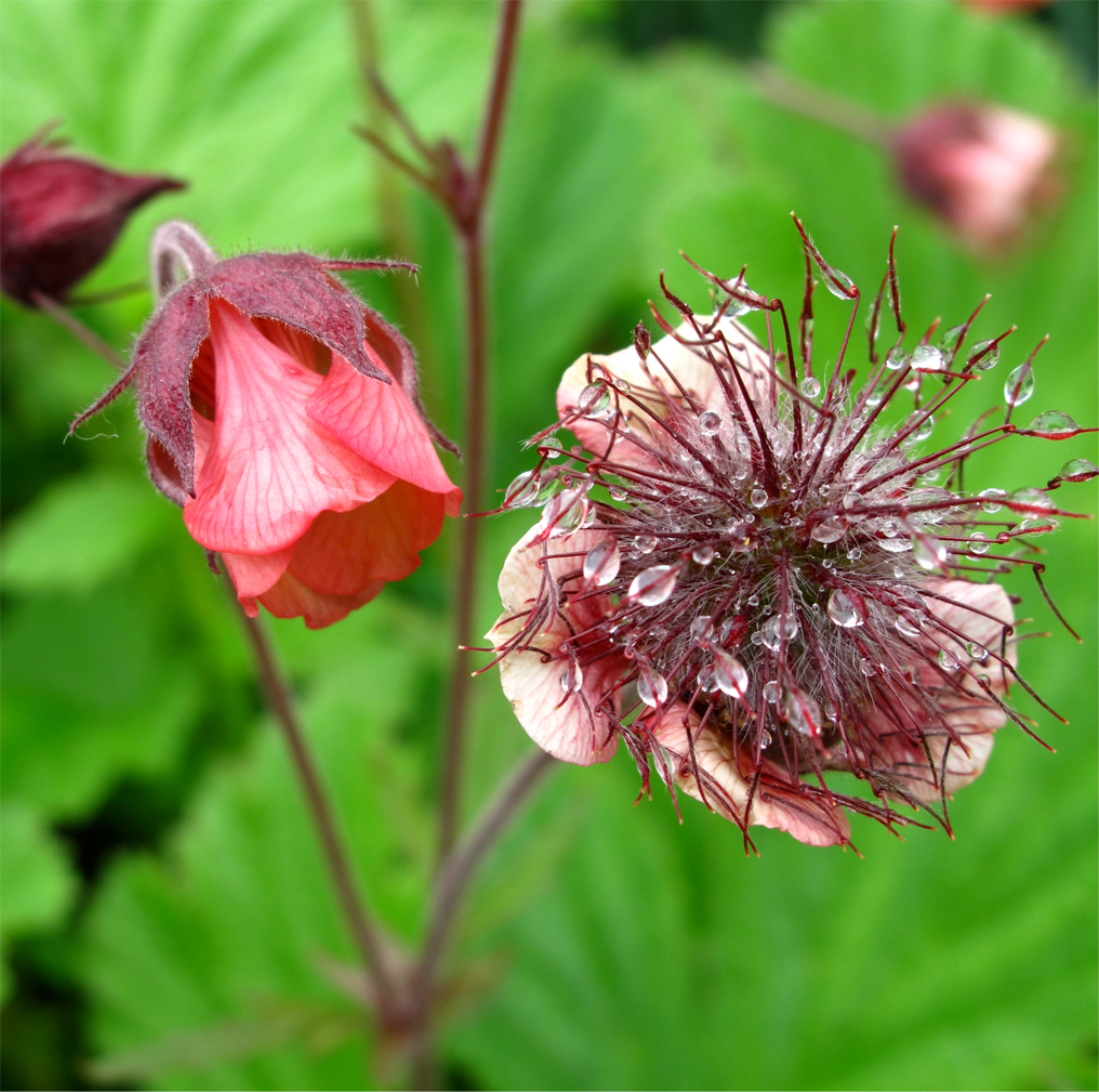 ECO Geum 'Bell Banks'