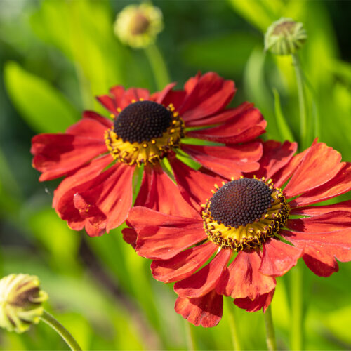 Helenium Meranti
