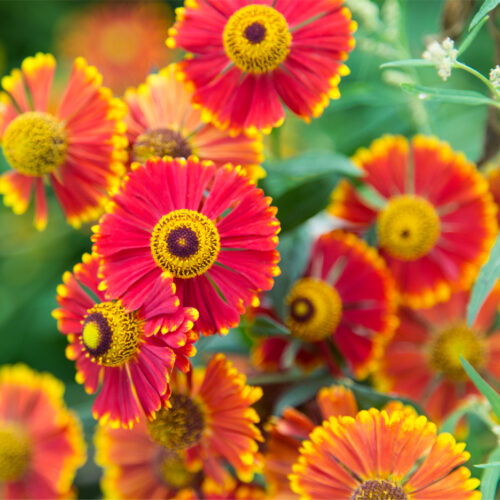 Helenium Potterswheel 2e maat