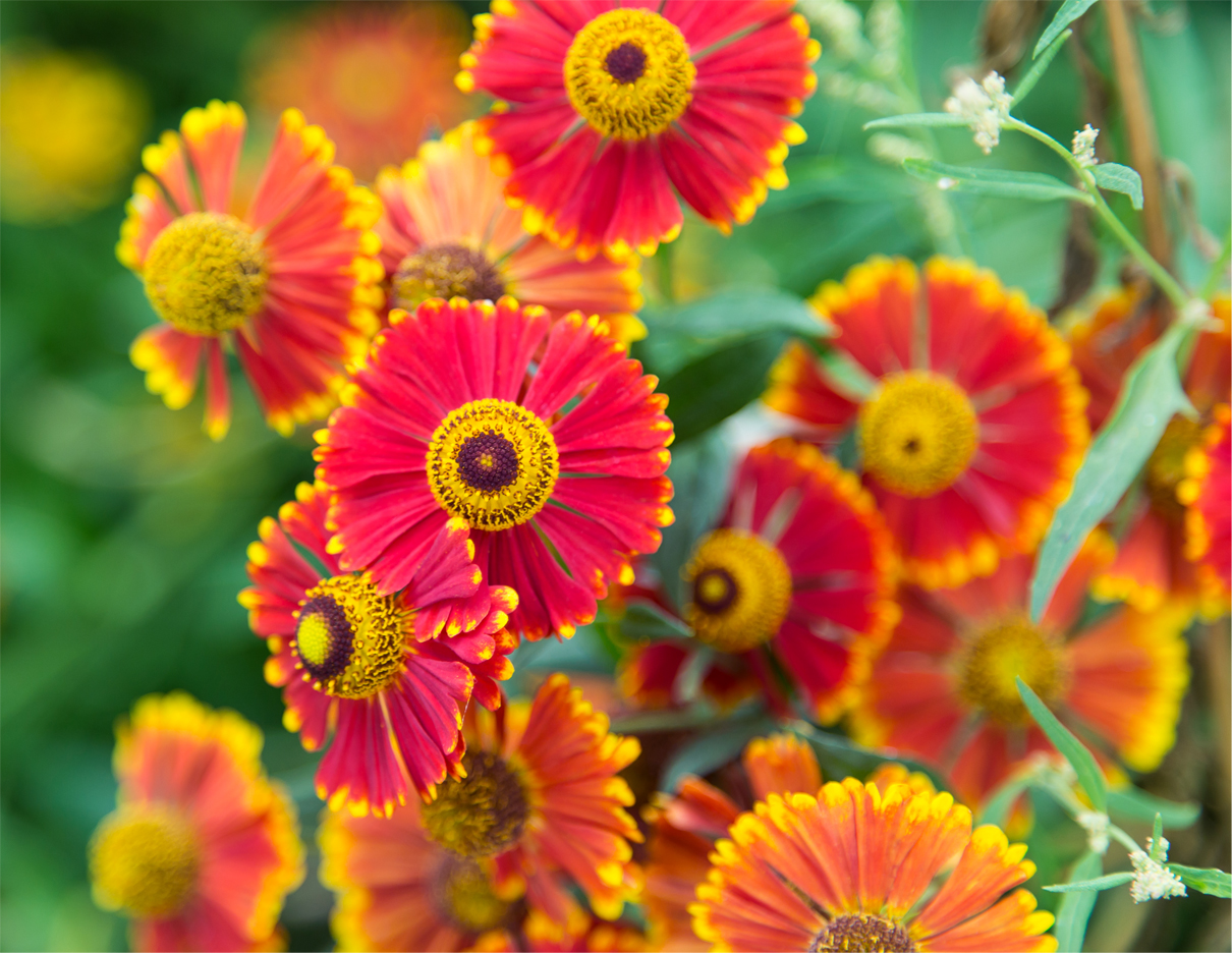 Helenium Potterswheel 2e maat