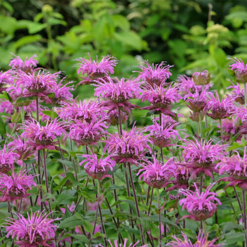 Monarda Mohawk