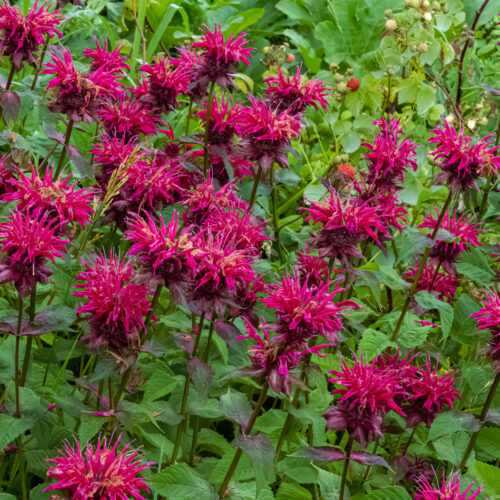 ECO Monarda 'Raspberry Wine'