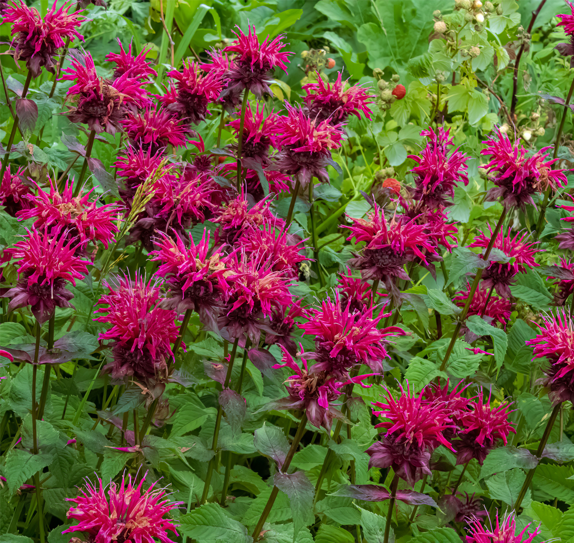 ECO Monarda 'Raspberry Wine'