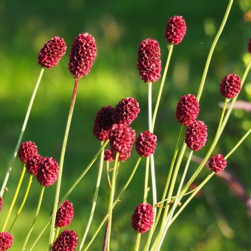 Sanguisorba officinalis 'Martin's Mulberry'