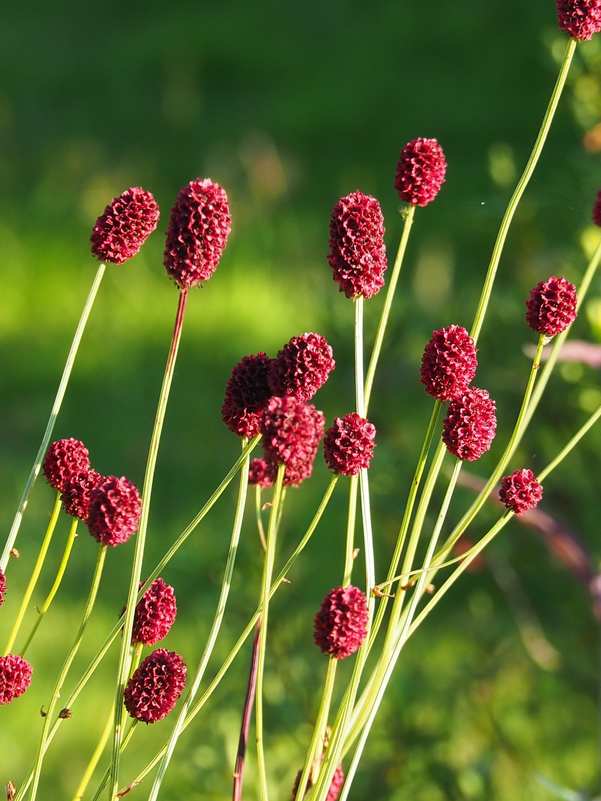 Sanguisorba officinalis 'Martin's Mulberry'