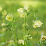 Eco-Friendly grown Geum 'Tales of Hex'