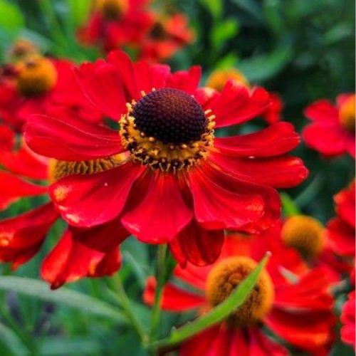 Eco-Friendly Plant Helenium 'Red Army'