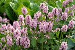 Stachys (Betonica) officinalis 'Pinky'