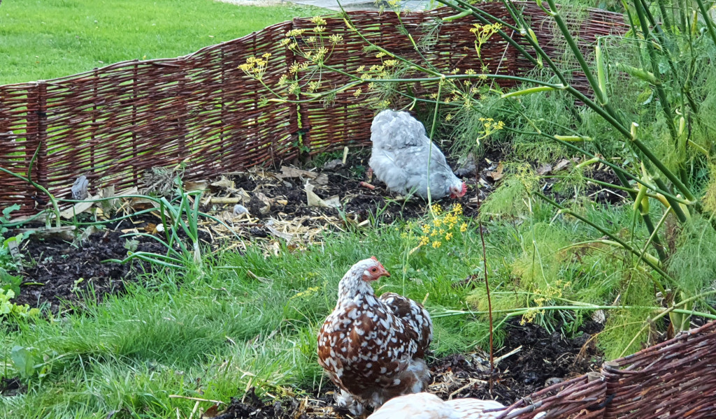 Chicken in the Vegetable garden