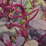 Organic Amaranthus, Tricolour Seeds