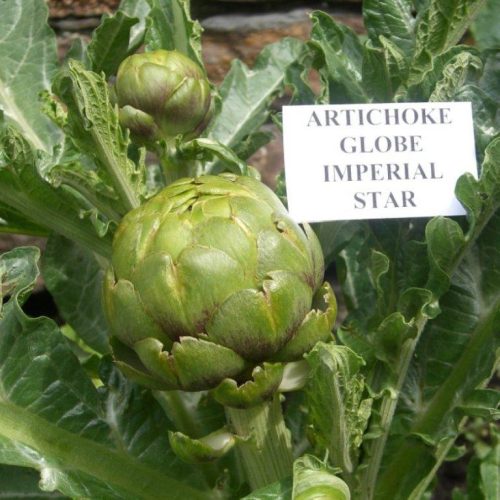 Organic Artichoke Imperial Star, Tavor Seeds